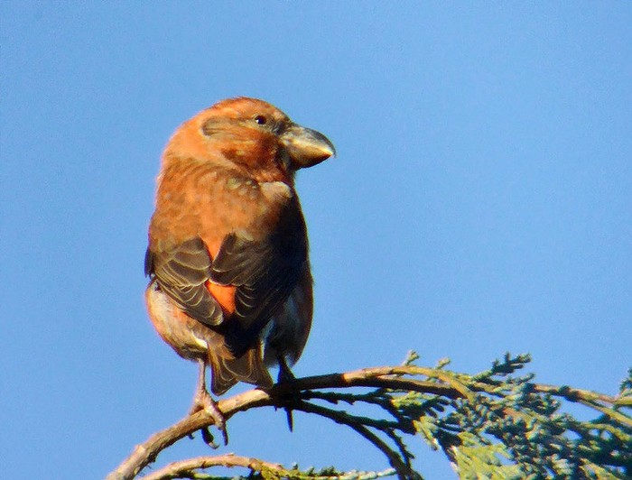 Parrot Crossbill