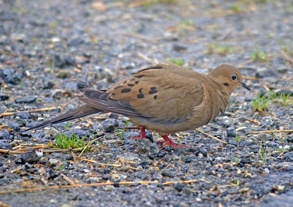 Mourning Dove