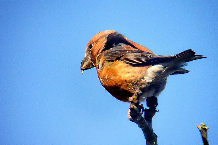 Parrot Crossbill