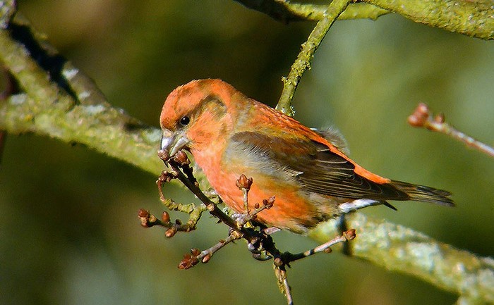 Crossbill