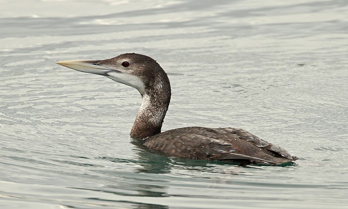 White-billed Diver