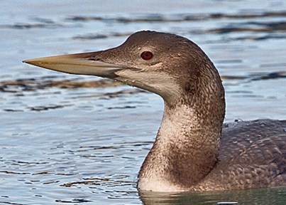 White-billed Diver