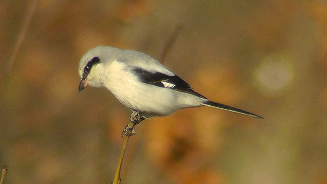 Great Grey Shrike