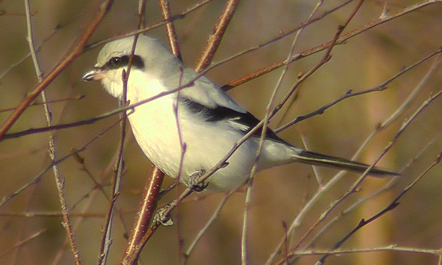 Great Grey Shrike