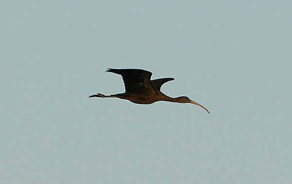 Glossy Ibis