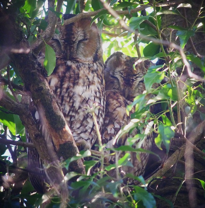Tawny Owl