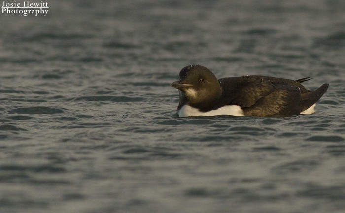 Brunnich's Guillemot