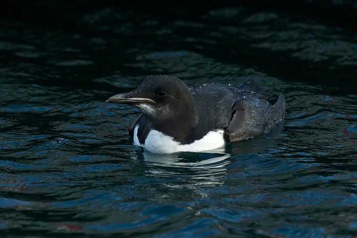 Brunnich's Guillemot