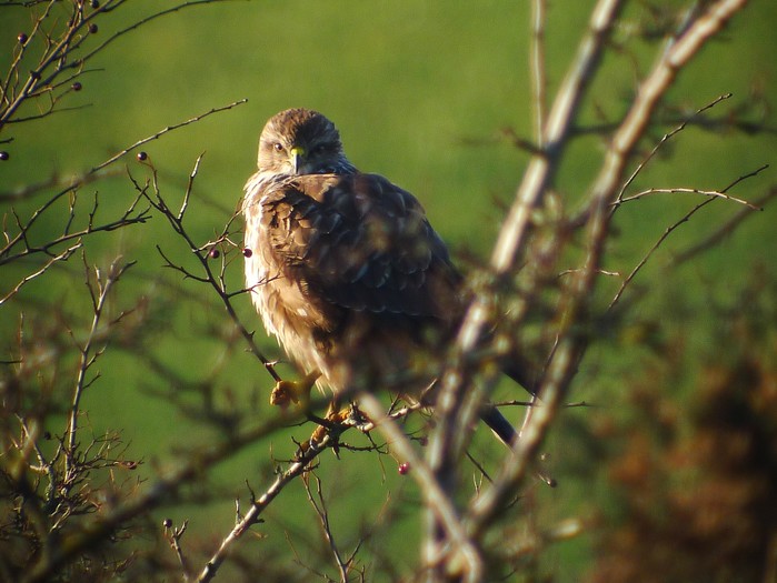 Buzzard