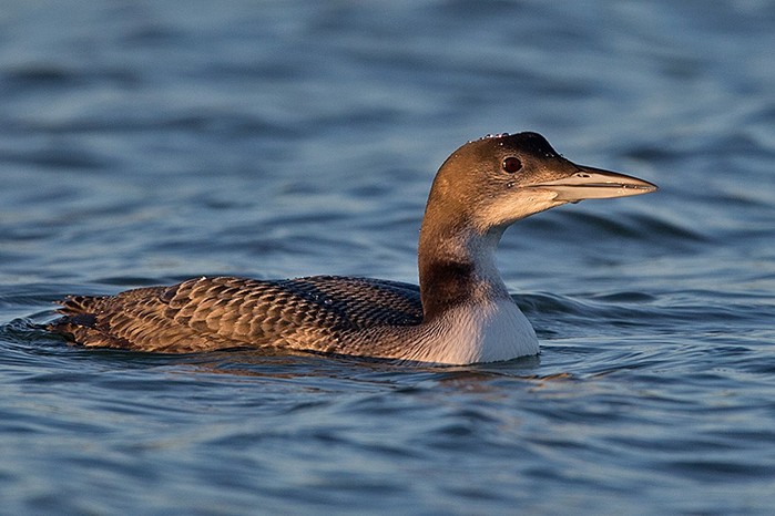 Great Northern Diver