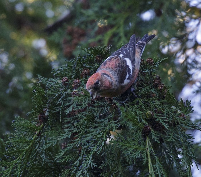 Two-barred Crossbill