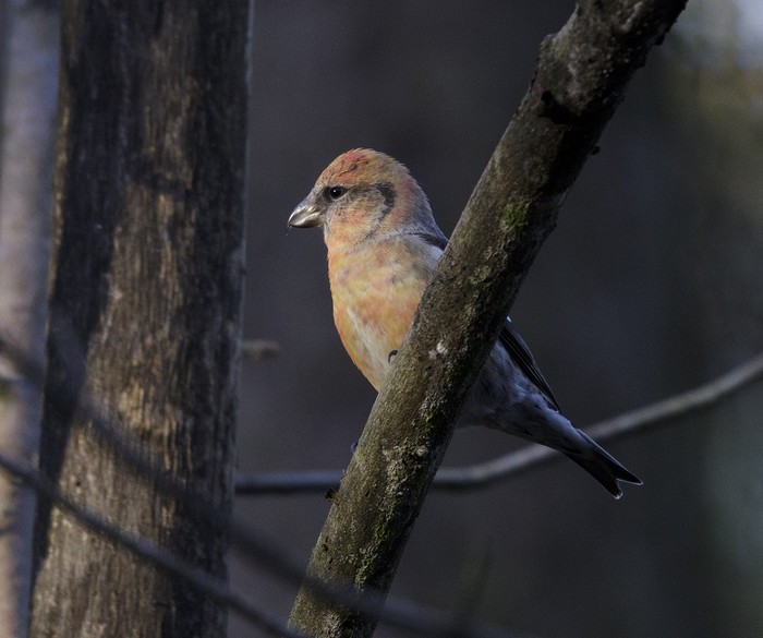 Two-barred Crossbill