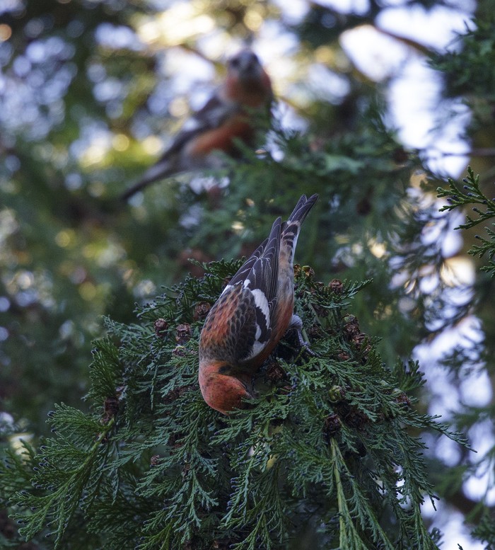 Two-barred Crossbill