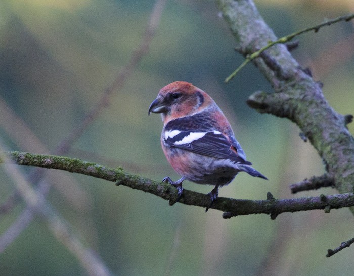 Two-barred Crossbill