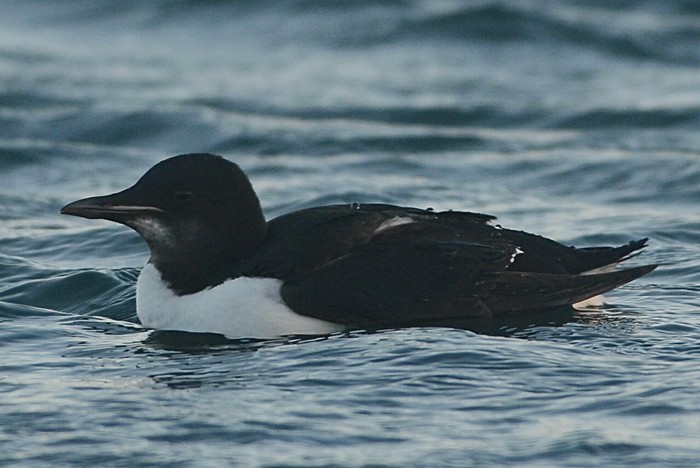 Brunnich's Guillemot