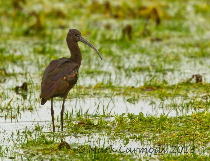 Glossy Ibis