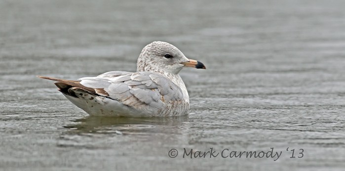 Ring-billed Gull