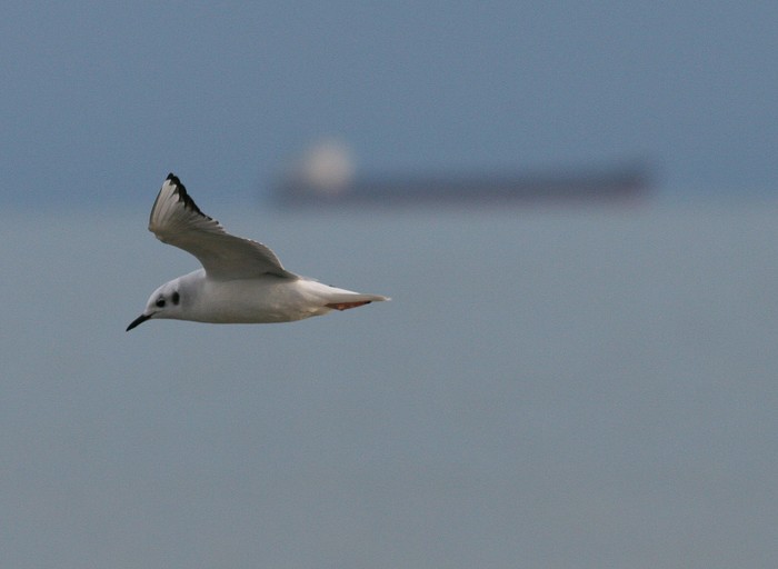 Bonaparte's Gull