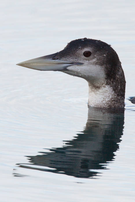 White-billed Diver