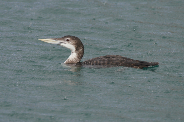 White-billed Diver