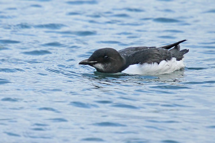 Brunnich's Guillemot