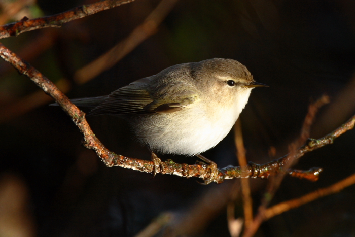 Siberian Chiffchaff
