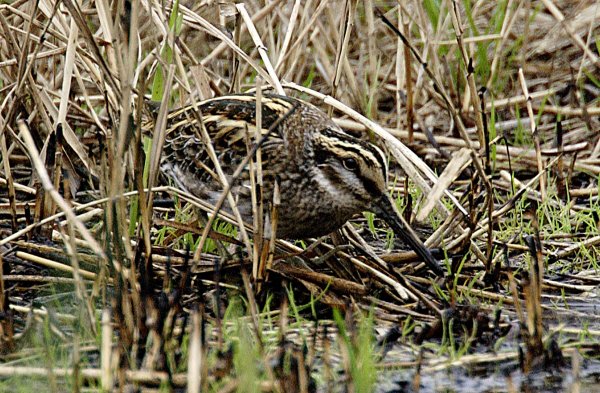 Jack Snipe