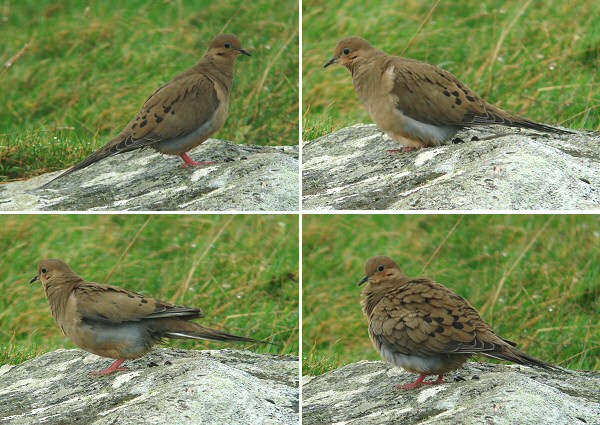 Mourning Dove