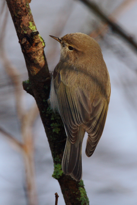 Siberian Chiffchaff