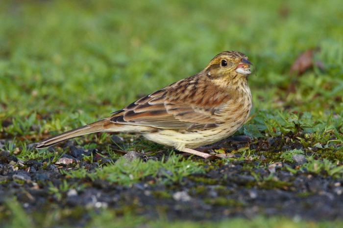 Cirl Bunting