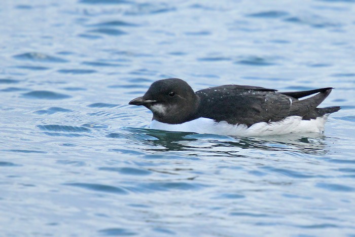 Brunnich's Guillemot