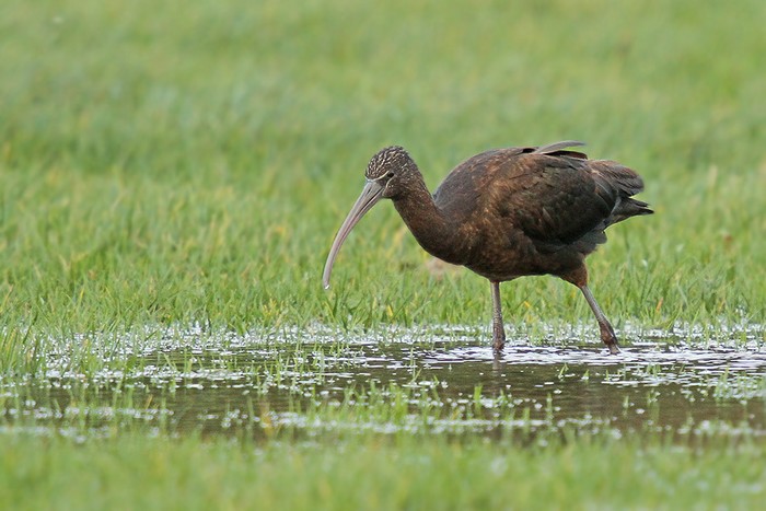 Glossy Ibis