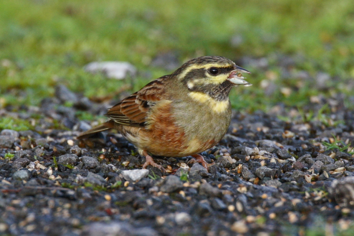 Cirl Bunting
