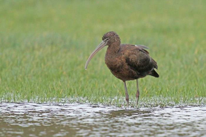 Glossy Ibis
