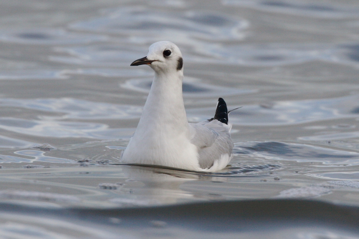 Bonaparte's Gull