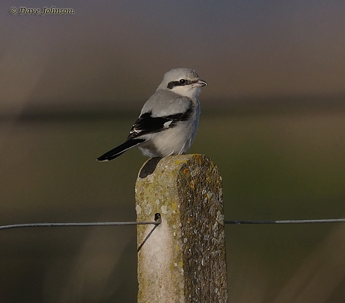 Great Grey Shrike