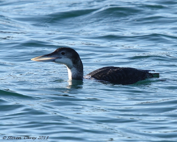 White-billed Diver