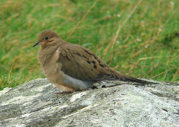 Mourning Dove