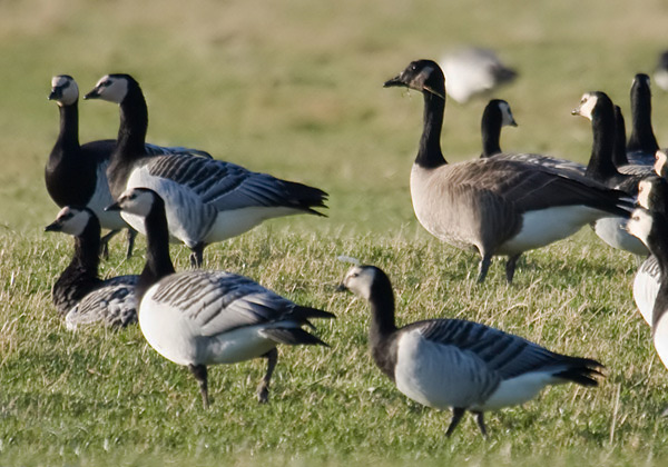 Todd's Canada Goose