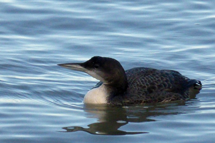 Great Northern Diver