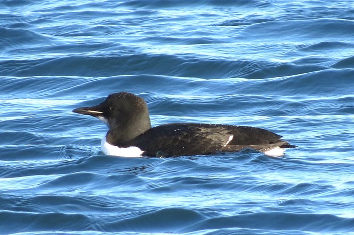 Brunnich's Guillemot