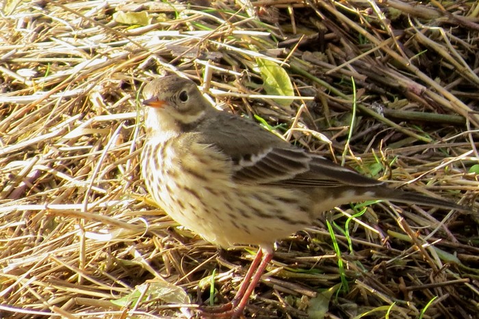 American Buff-bellied Pipit