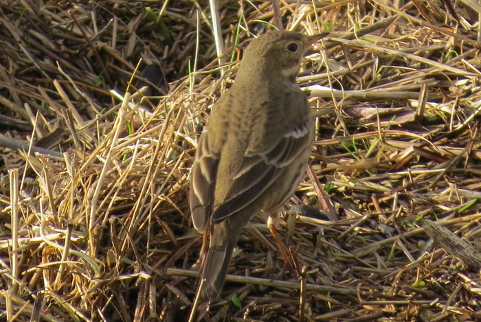 American Buff-bellied Pipit