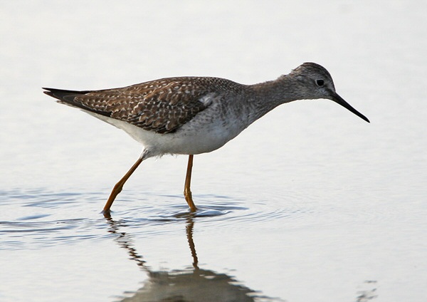 Lesser Yellowlegs