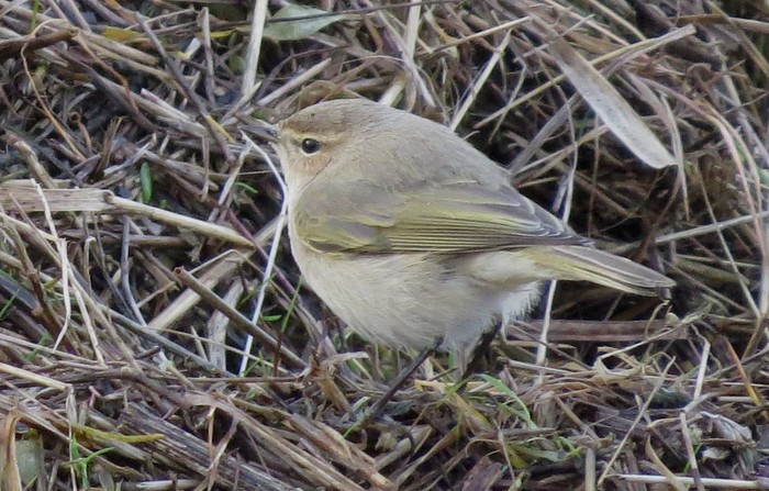 Siberian Chiffchaff