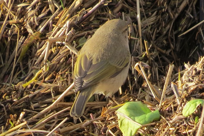 Siberian Chiffchaff