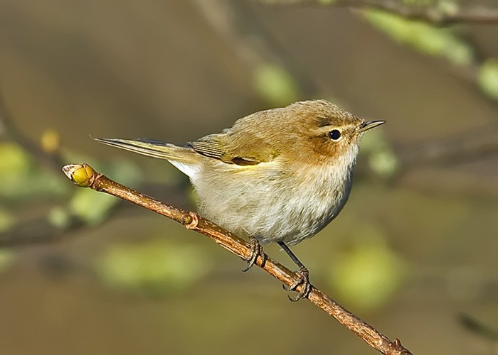 Siberian Chiffchaff