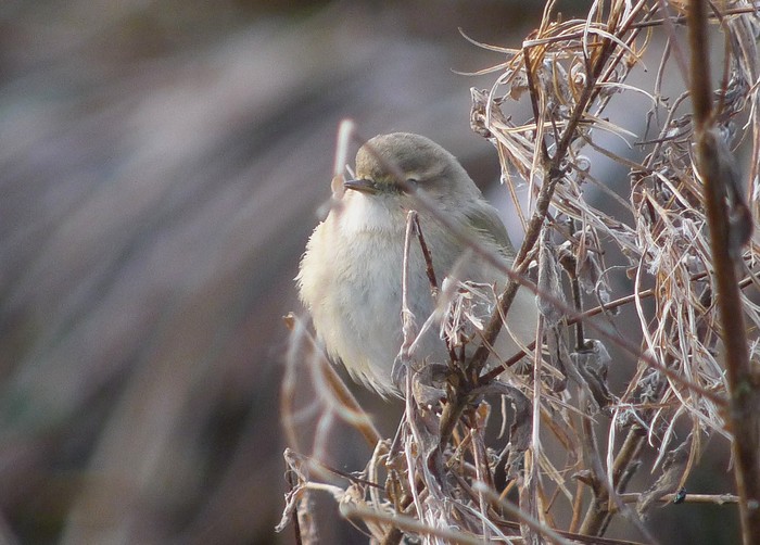 Siberian Chiffchaff