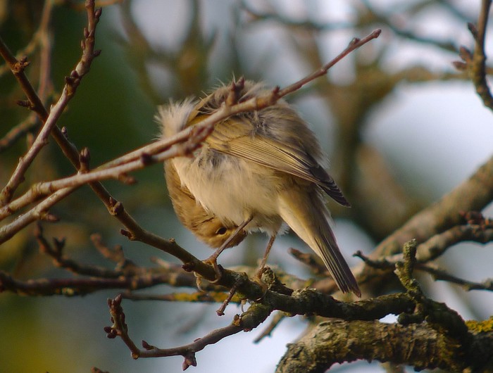 Siberian Chiffchaff