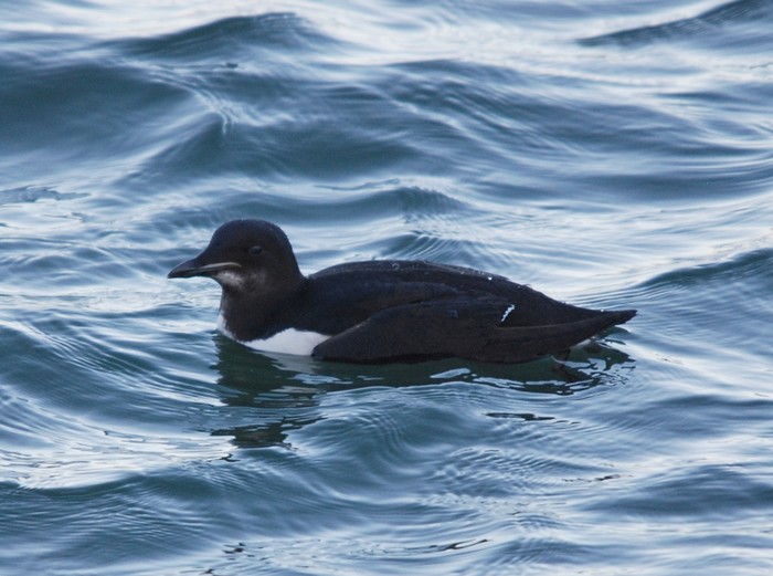Brunnich's Guillemot